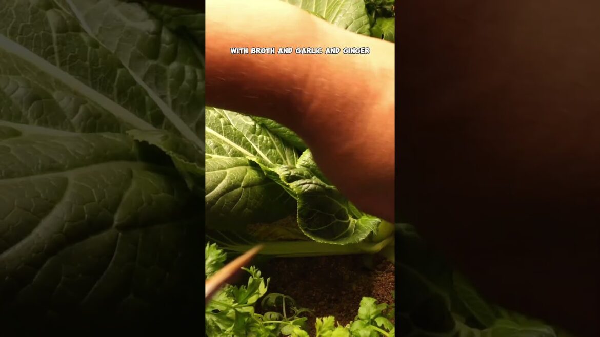 Grow & Harvest Bok Choy: Easy Guide for Beginners!