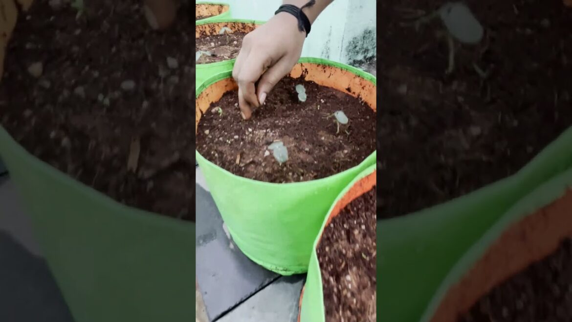 Replace ungrown seeds with fresh ones for better growth. Gardening is about patience and learning! 🌱