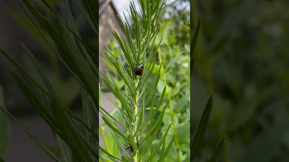 Japanese beetle infestation #garden #gardening #nativeplants #beetle #japanesebeetle