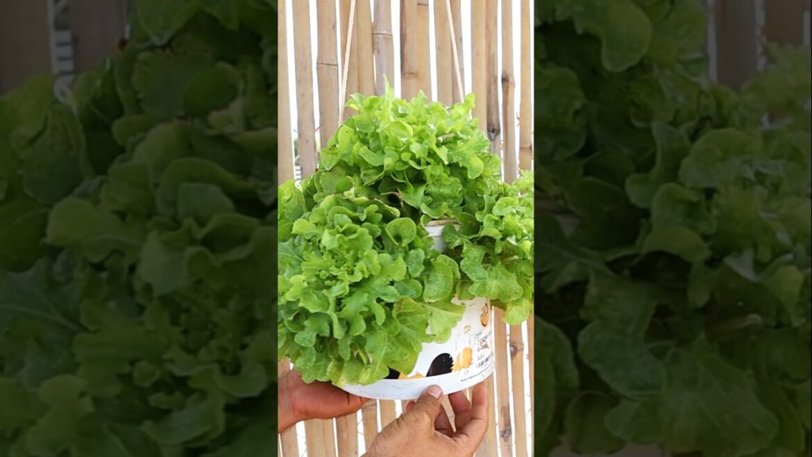 Container garden- Growing lettuce in hanging pots at home