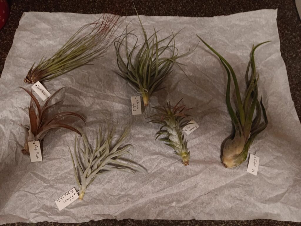 Christmas presents! Christmas presents!