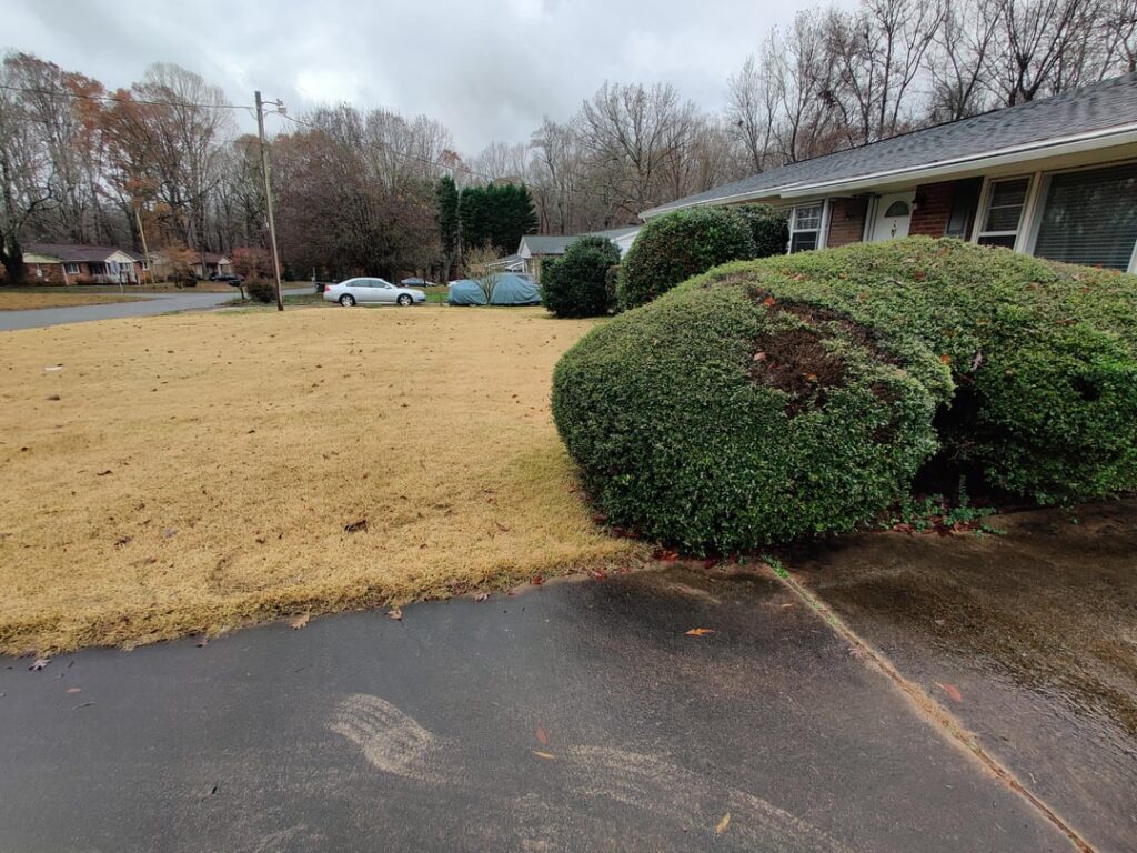 Hope to take care of the lawn?