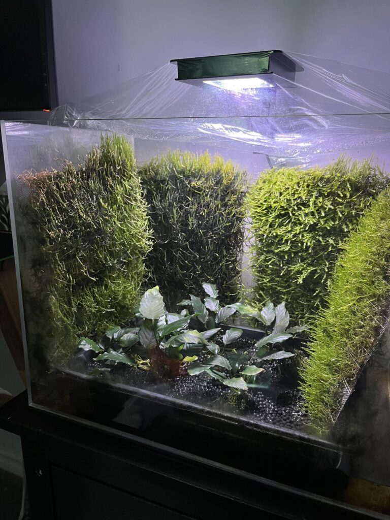 Week 9 Moss walls – Big changes!!!🌱🌱 Week 9 Moss walls - Big changes!!!🌱🌱