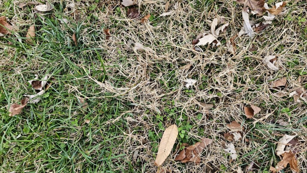 First time lawn owner. What is this? Happened after late Oct application of weed and feed. Live in Eastern Maryland.