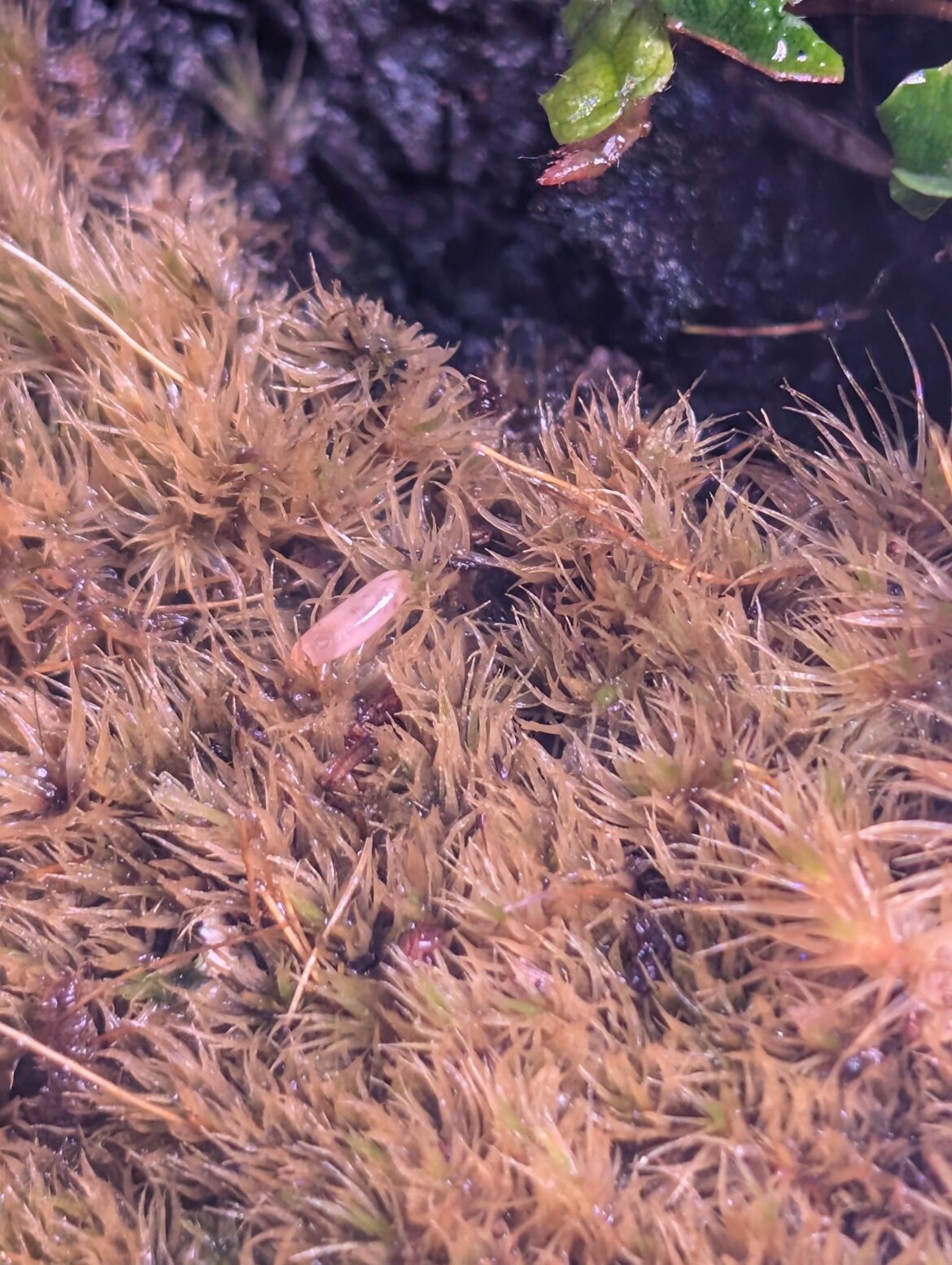 What's this egg?