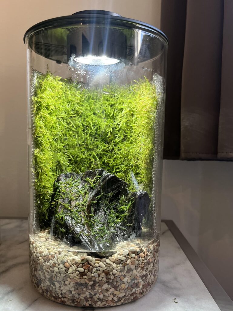 Week 10 Moss walls update Week 10 Moss walls update