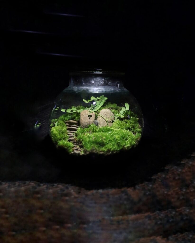 Mu first Attempt at a mossarium