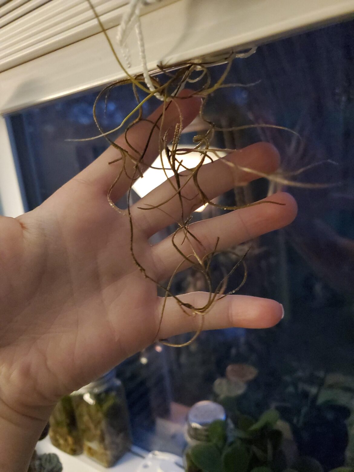 Is this enough spanish moss to even grow?