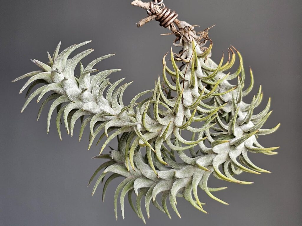 My Collection (Part 34): T. Vanhyningii