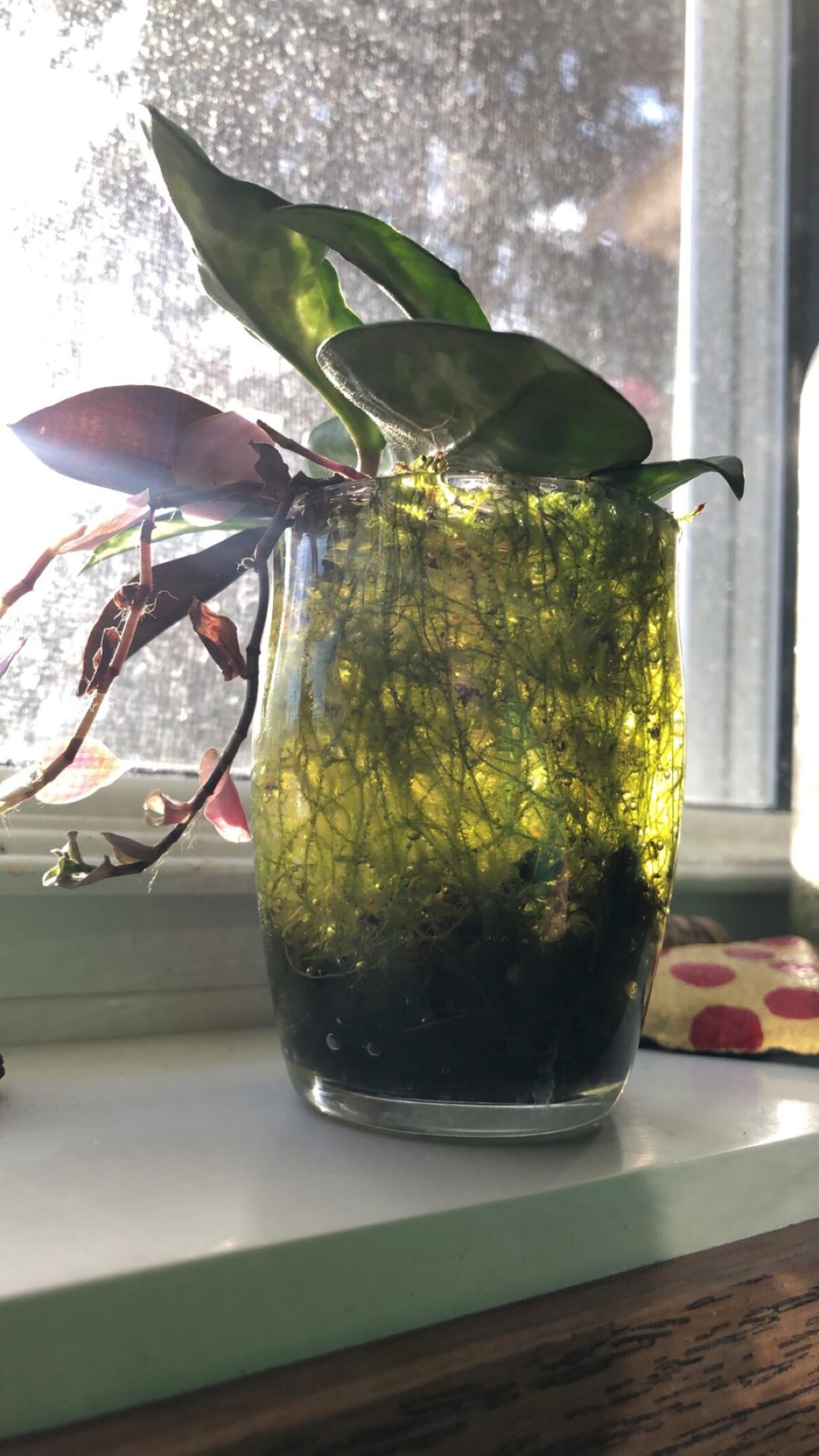 ~3yr old small Java moss glass.