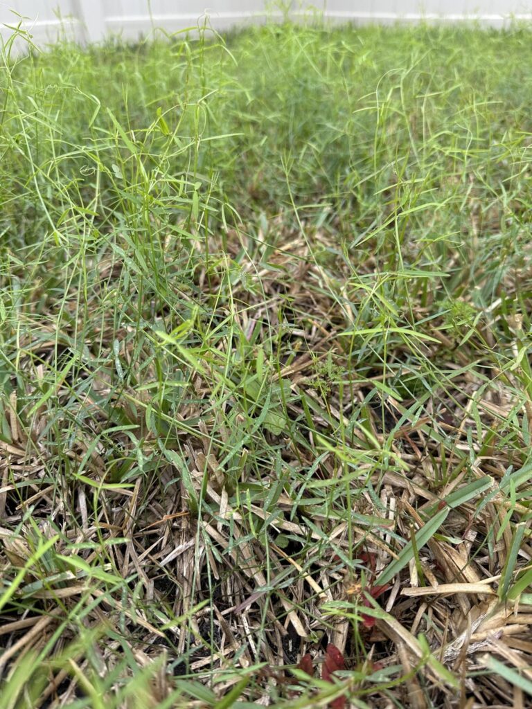 Invasive weed/plants growing on lawn