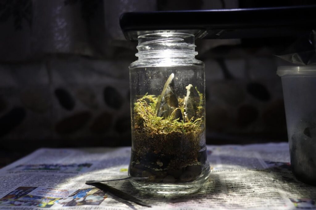 My Very First Terrarium
