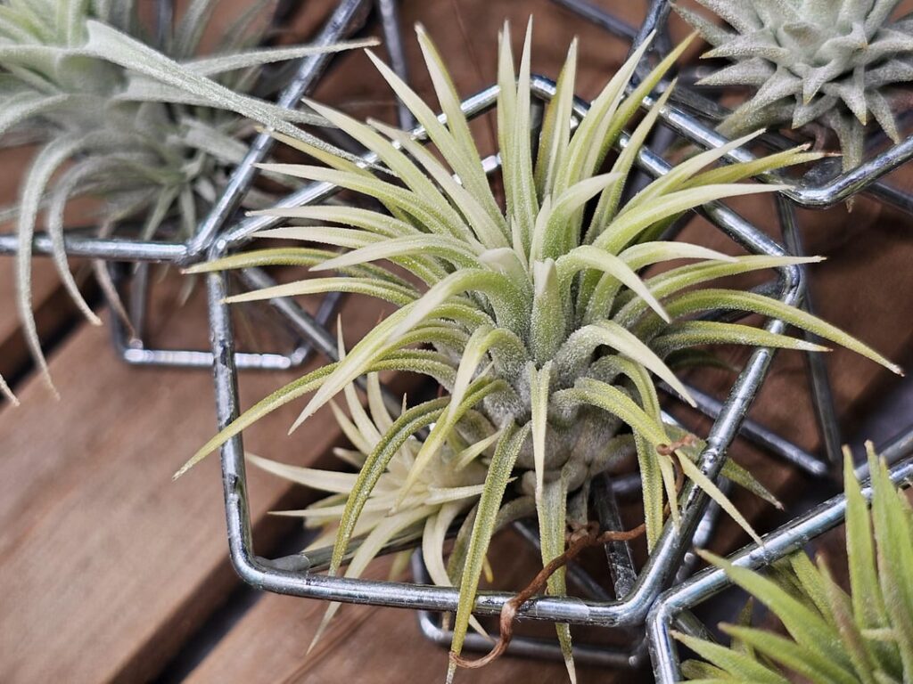 Surprise pup! And fully variegated!