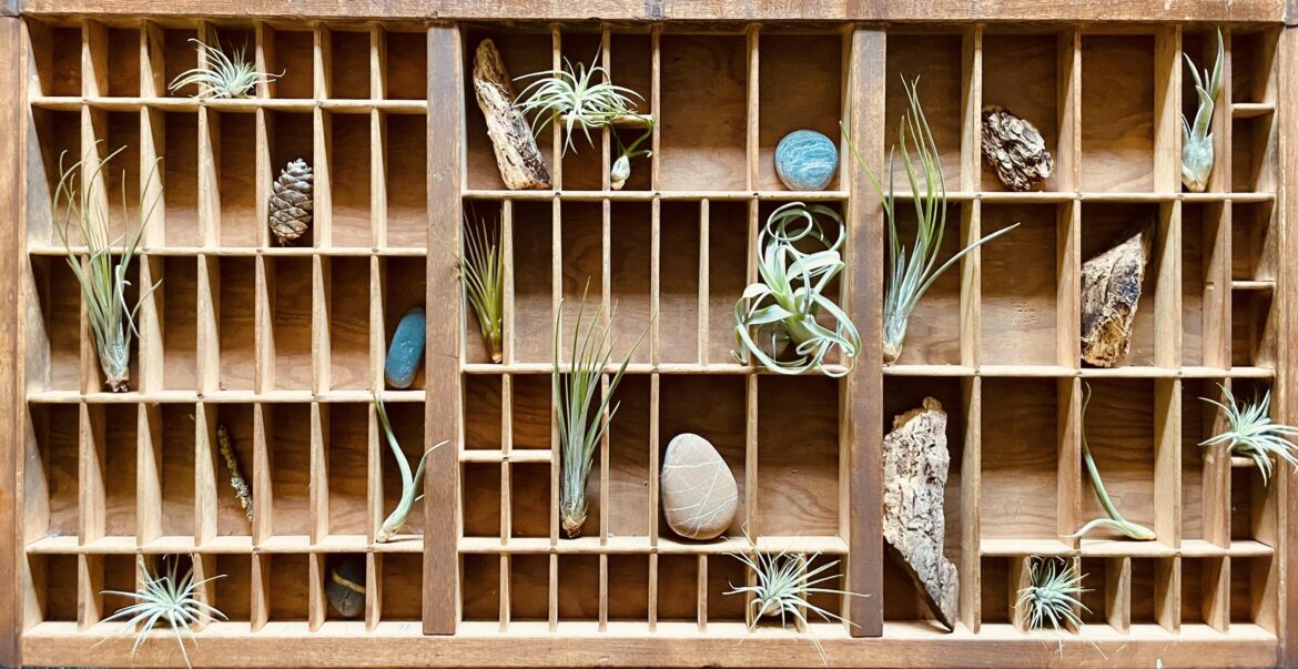 Air plants in printer’s tray