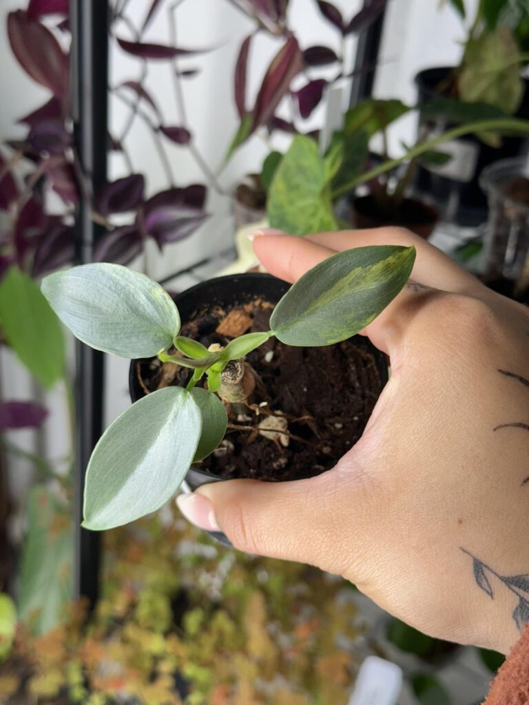 Variegation over everything