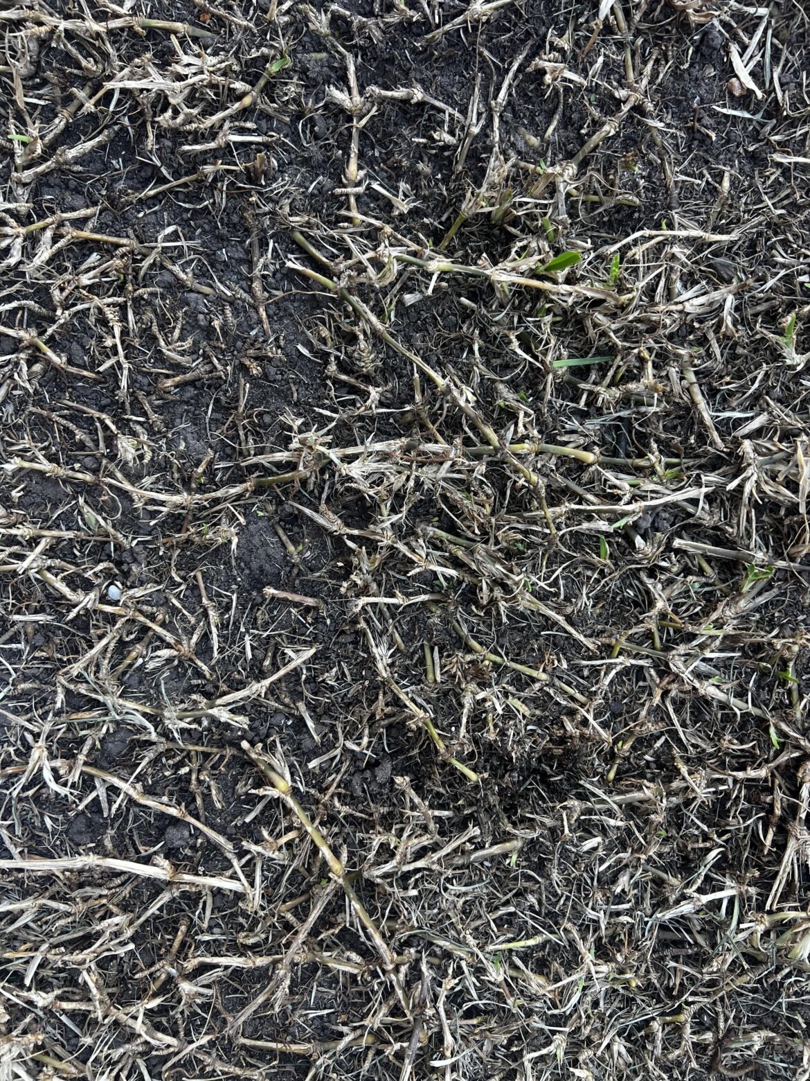 Aussie needs help Aussie needs help