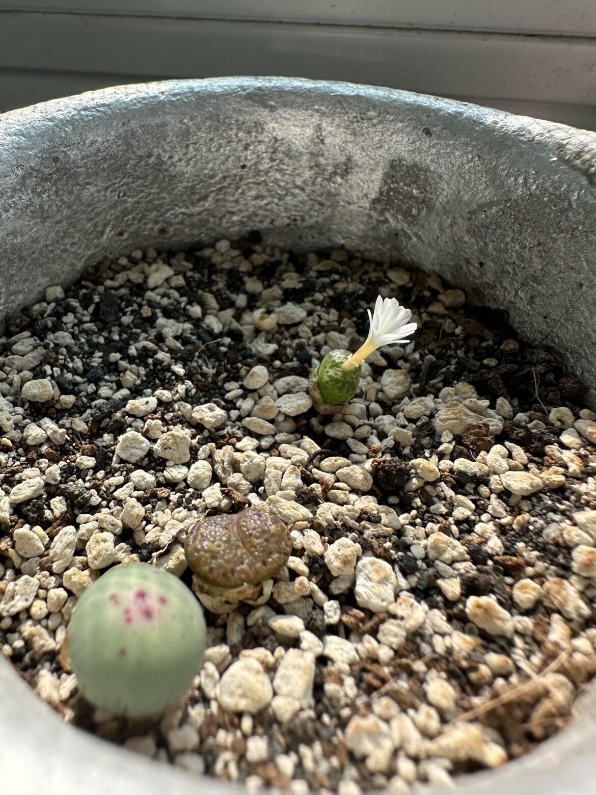 First time for a flower.