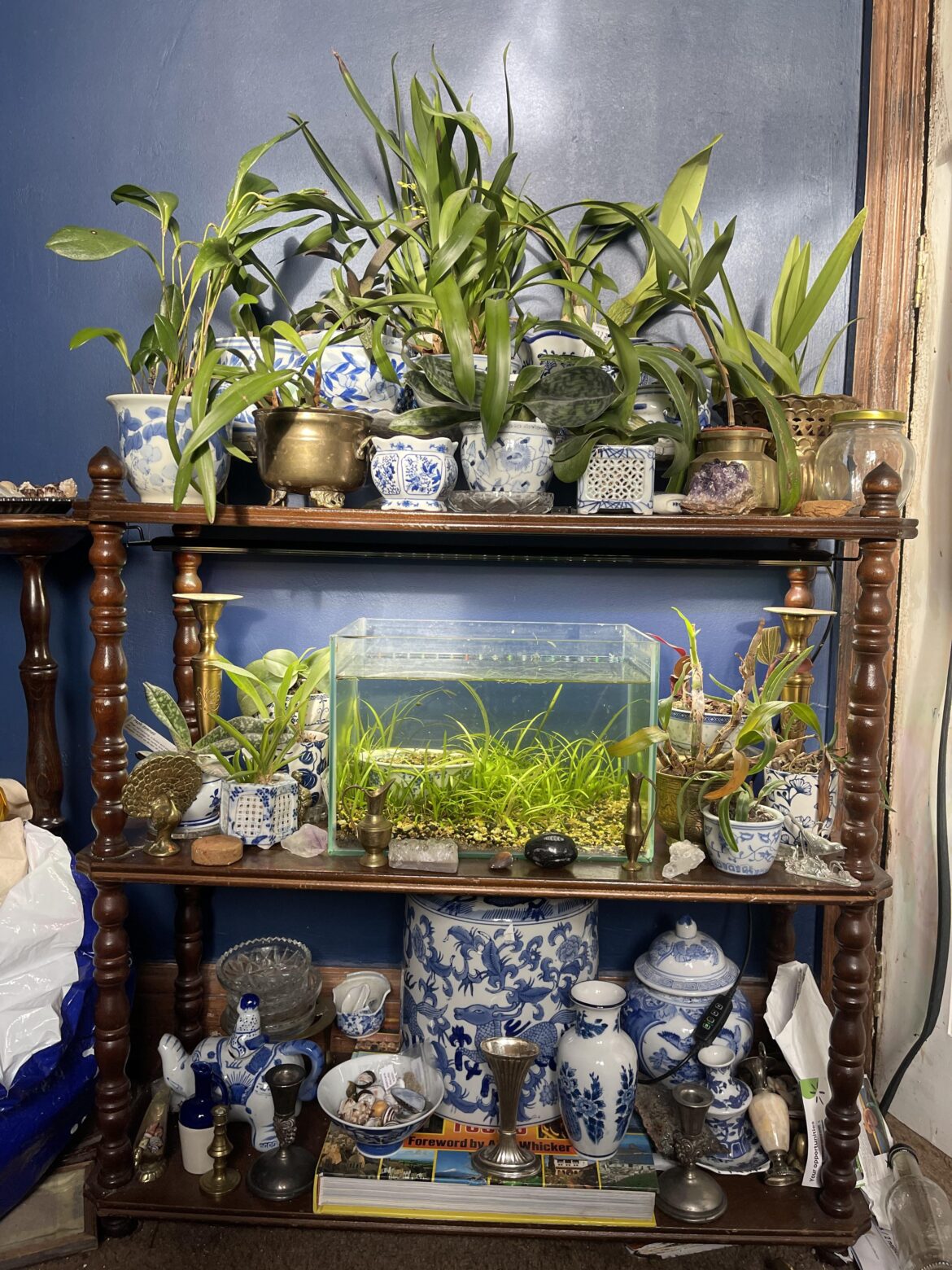 My orchids are loving the winters sun