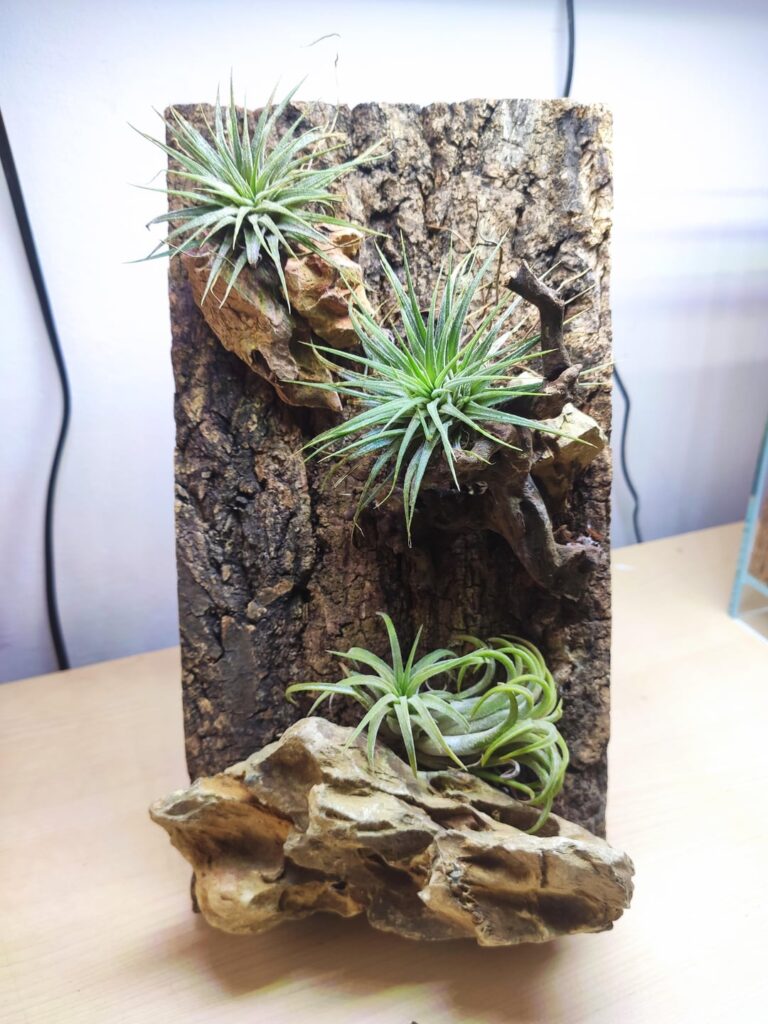 Tabletop decor with airplants