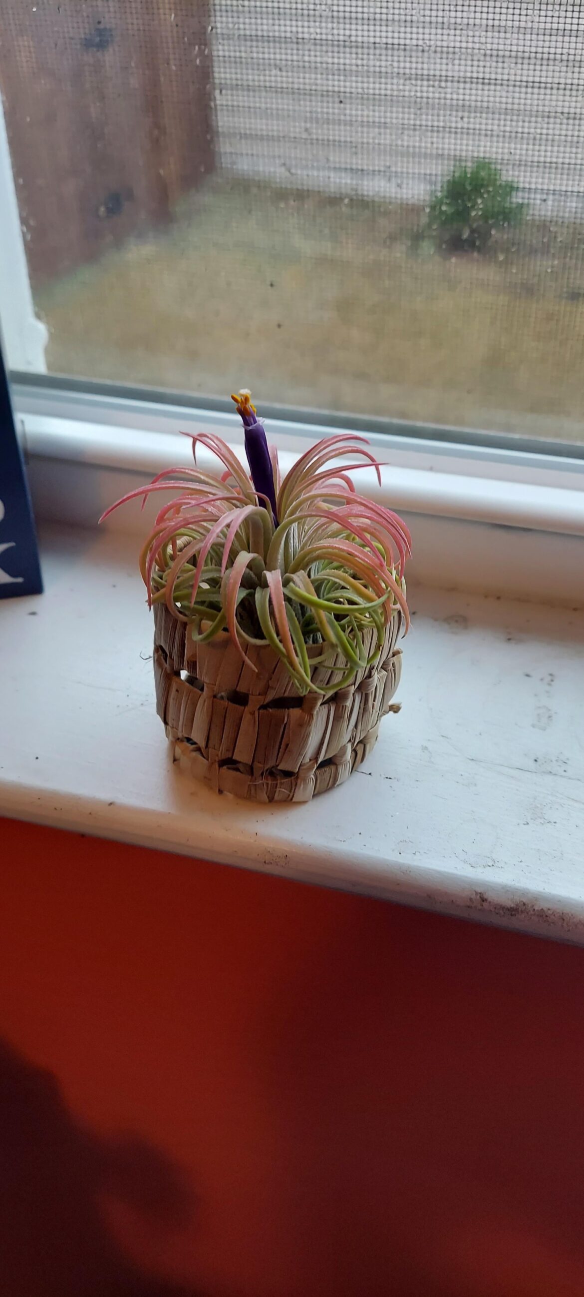 Finally! It's flowering!