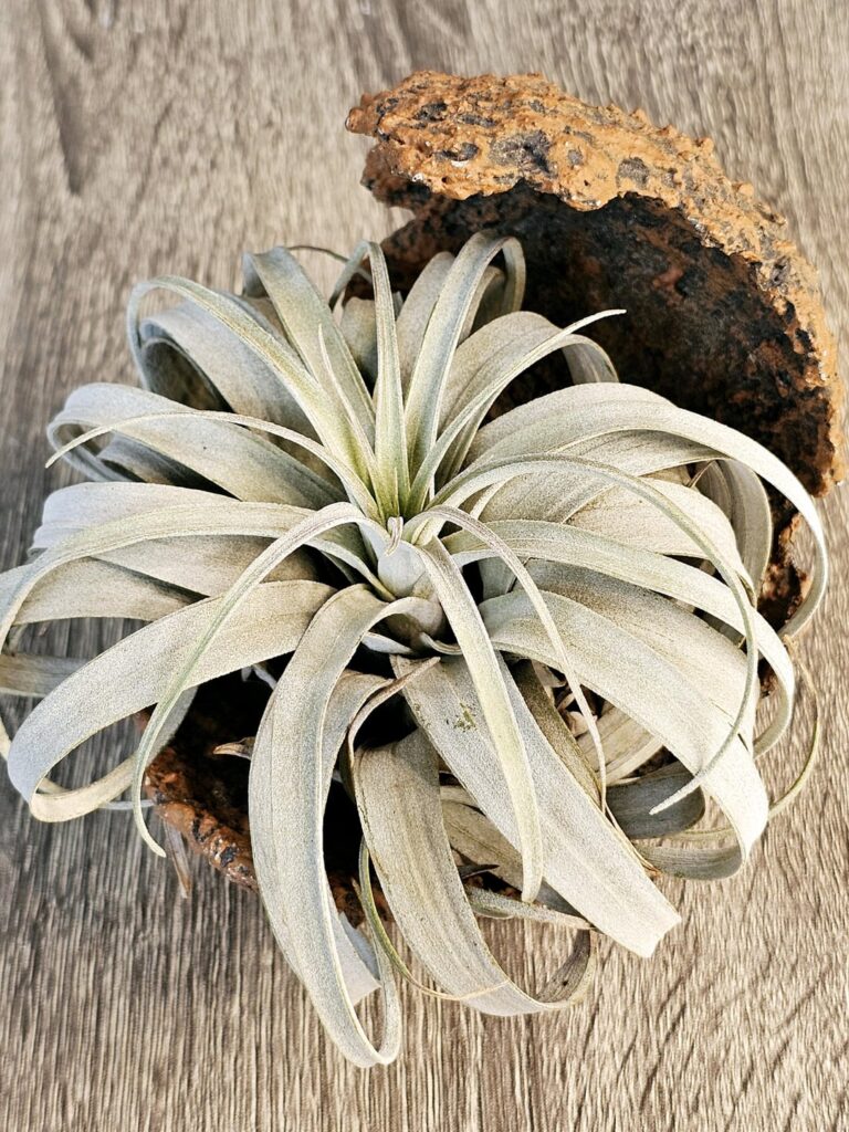 My Collection (Part 35): T. zacapanensis My Collection (Part 35): T. zacapanensis