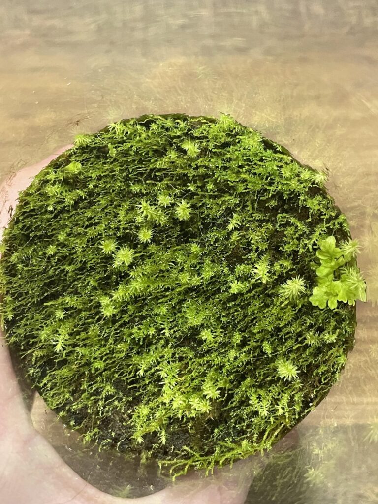 Why has this moss seemingly stopped growing? How can I get it to grow thicker? Why has this moss seemingly stopped growing? How can I get it to grow thicker?