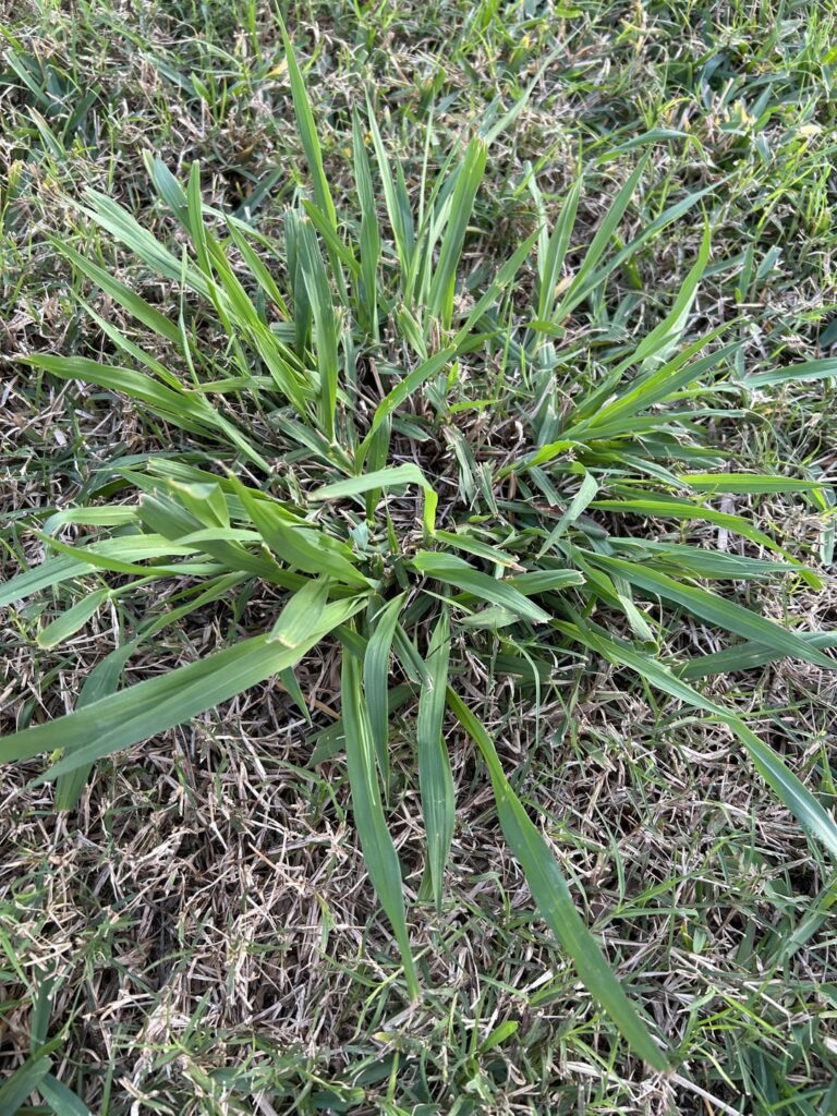 What kind of weed is this in my Bermuda and what will kill it without harming the Bermuda? Spectracide Weed Stop did not work.