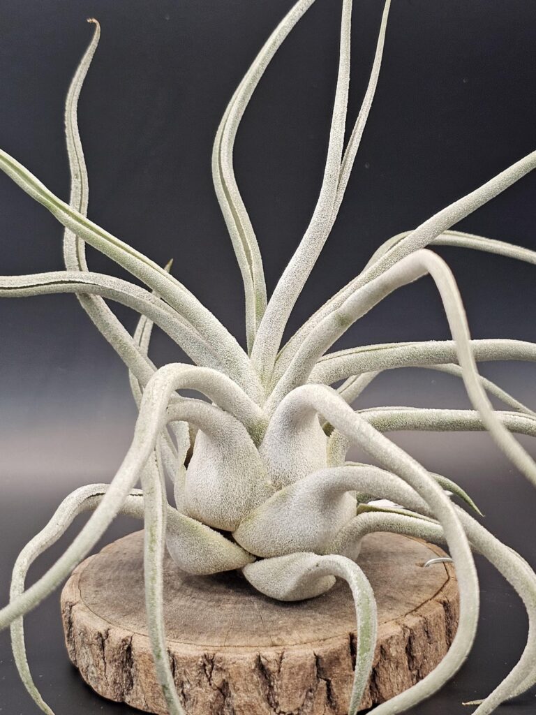 My Collection (Part 31): T. Ty