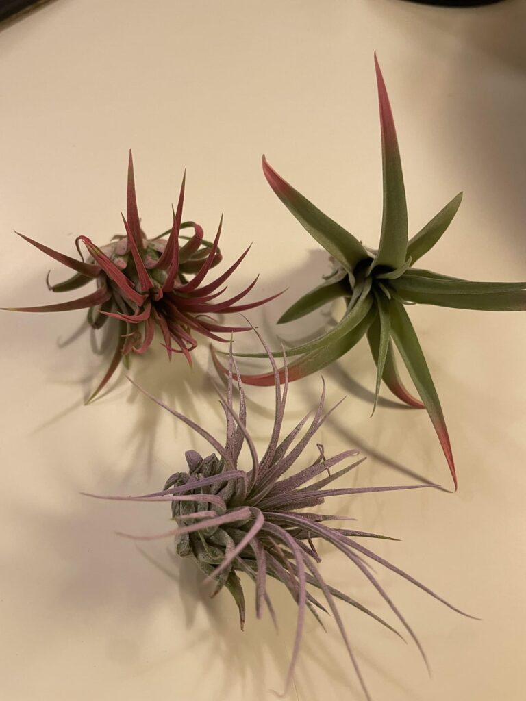 Paint On Plants Paint On Plants