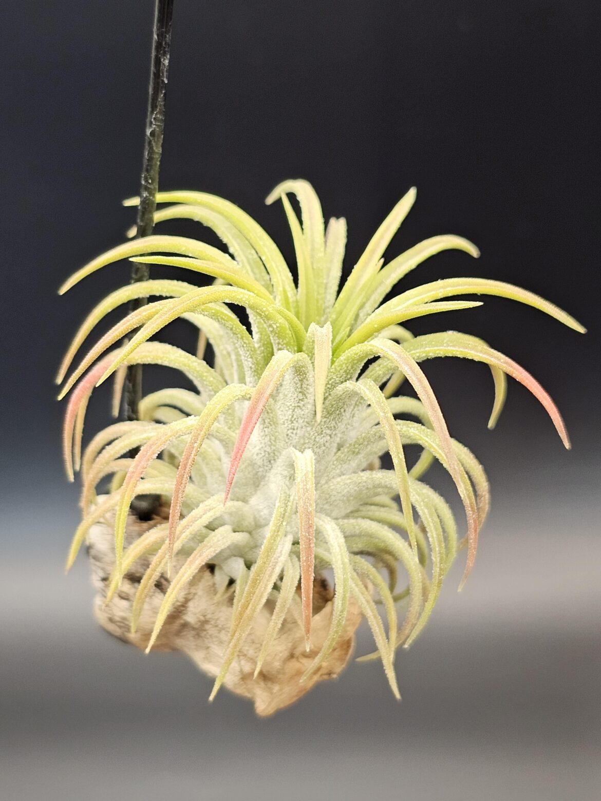 My Collection (Part 32): T. Splendid Journey