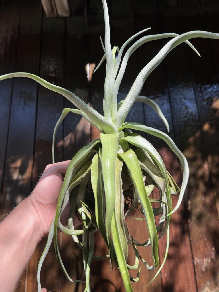 T. Streptophylla, they love the sun.