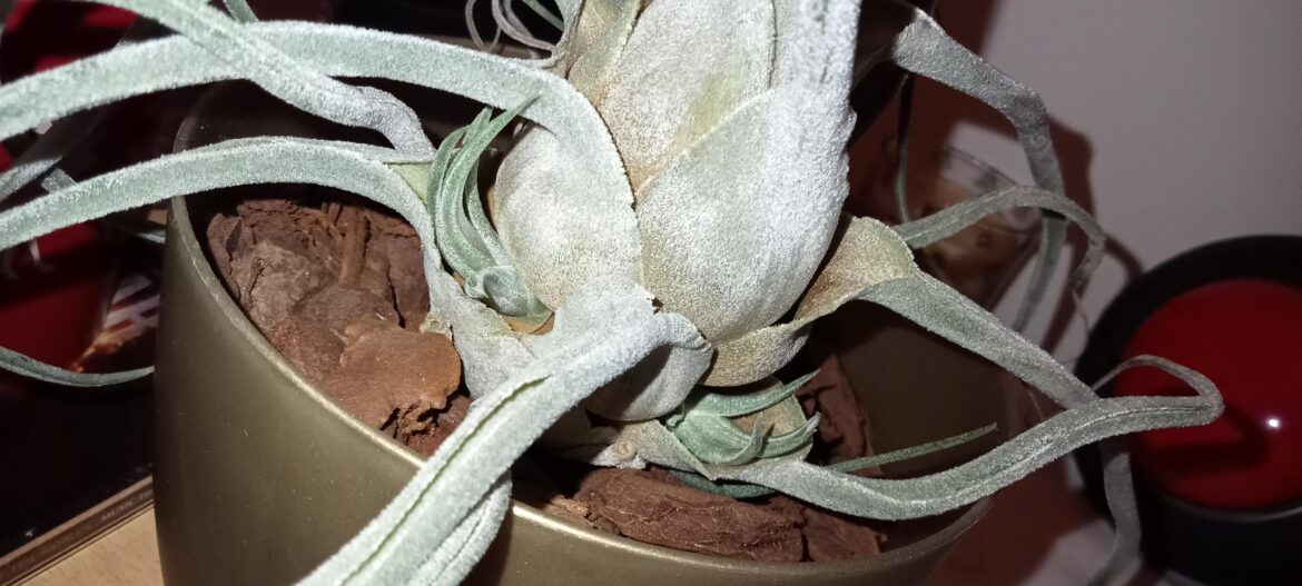 Pups are growing nicely ♥️