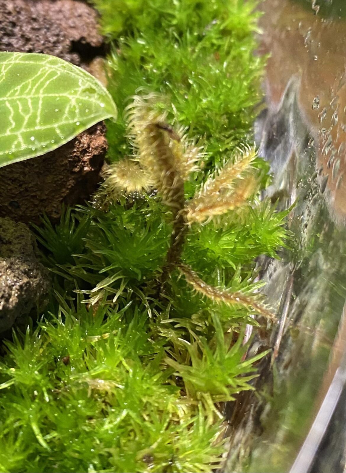 Help ID moss