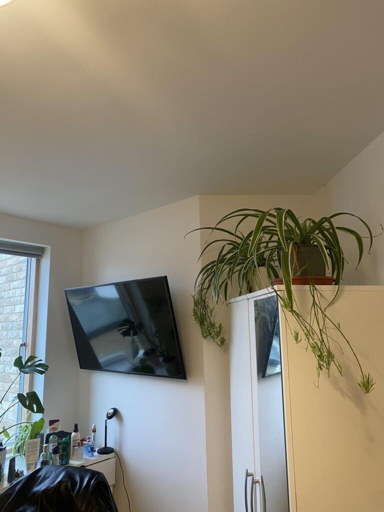 Moved into a new flat, I don’t think my plants like it here Moved into a new flat, I don’t think my plants like it here