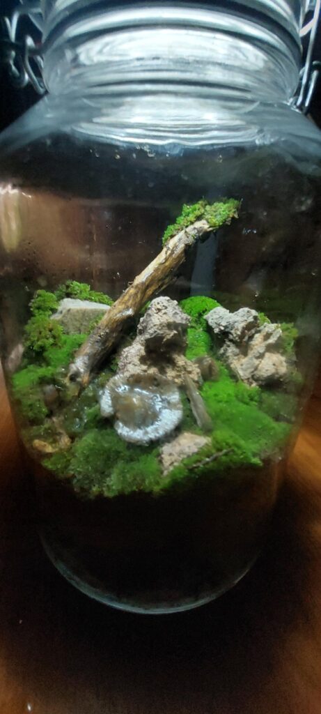 First Jar Mossarium
