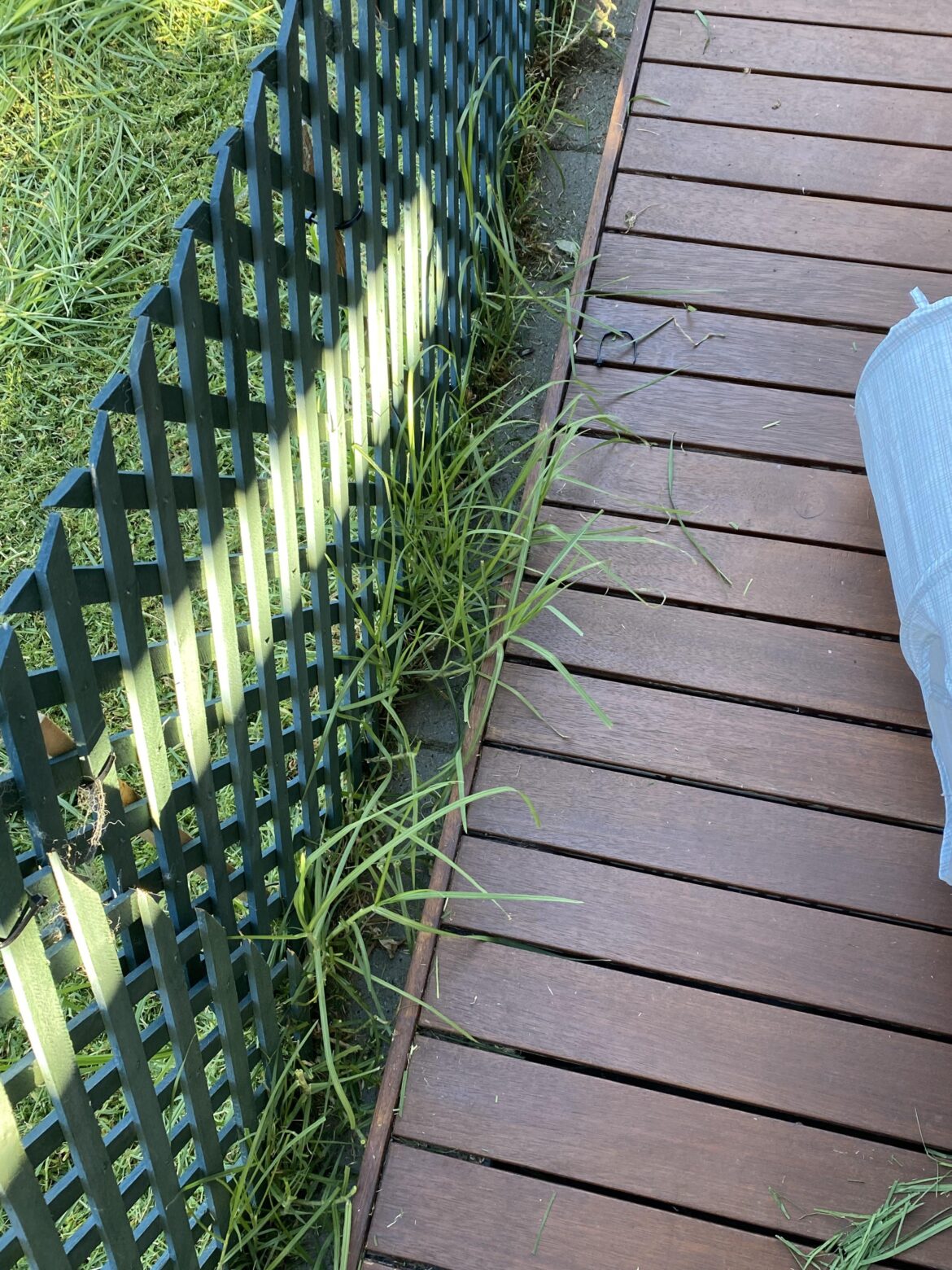 Lawn  Poking through fence