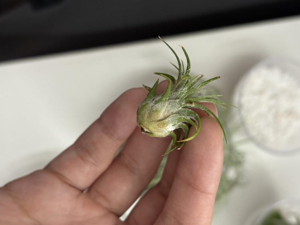 Normal browning? Or sign of rot?