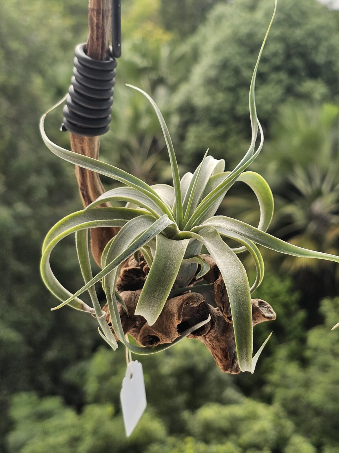 My Collection (Part 33): T. Lucille x xerographica