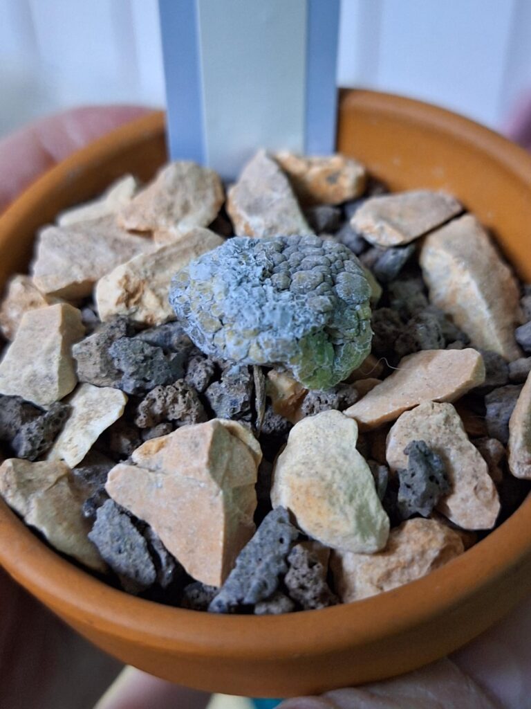 Any clue what happened to my pseudolithos please? Started out as just one indented spot of white.