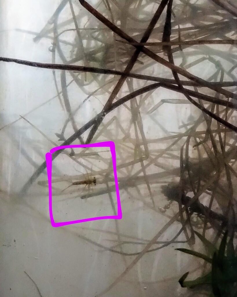 Anyone happens to know what insect this is?