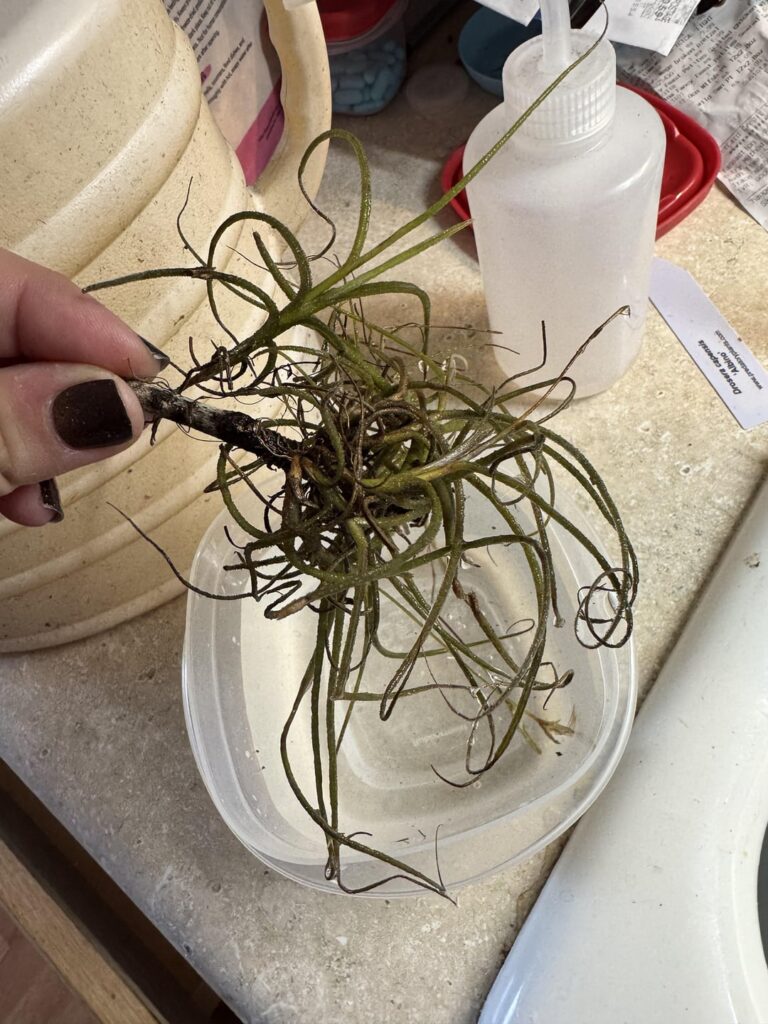 Airplant?
