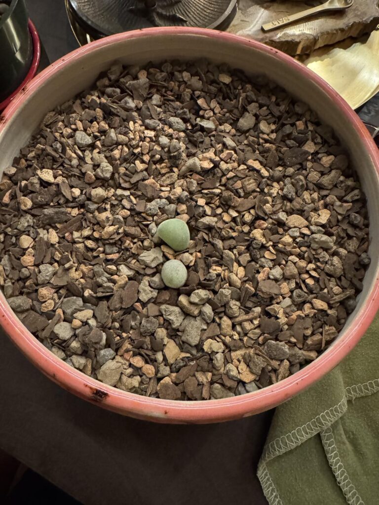 New Muiria Hortenseae