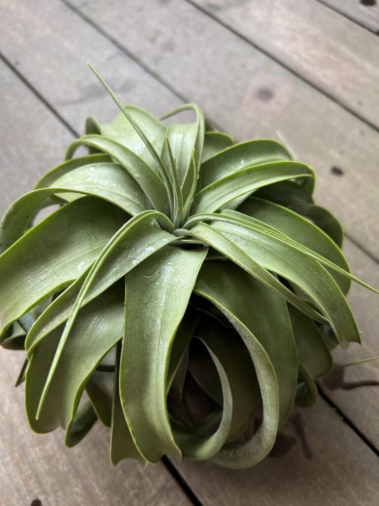 Xerographica growth to bloom