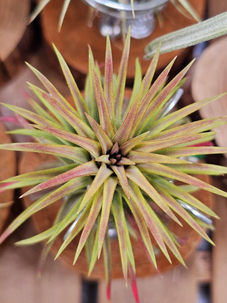 Blushing in time for Christmas