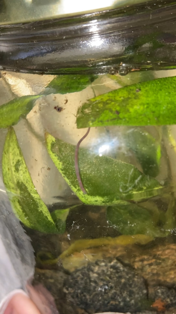 Can anyone tell what this is?