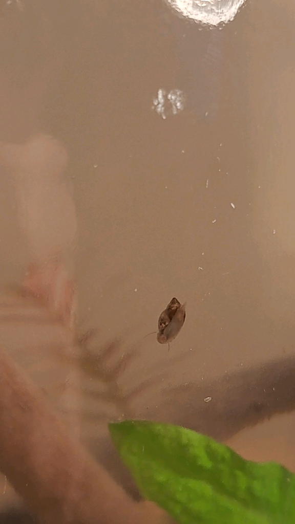 Bladder snail jarrarium!
