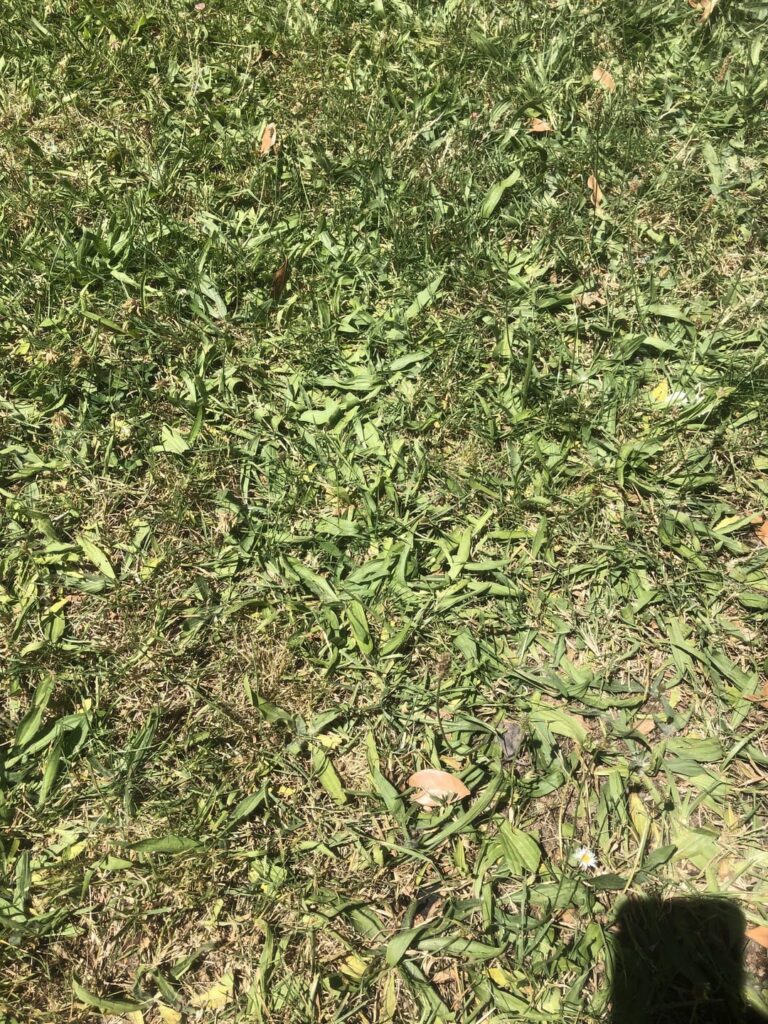 Fix terrible “lawn” Fix terrible “lawn”