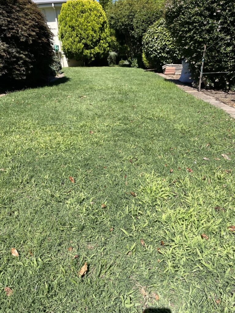 Please help ID this weed/grass?