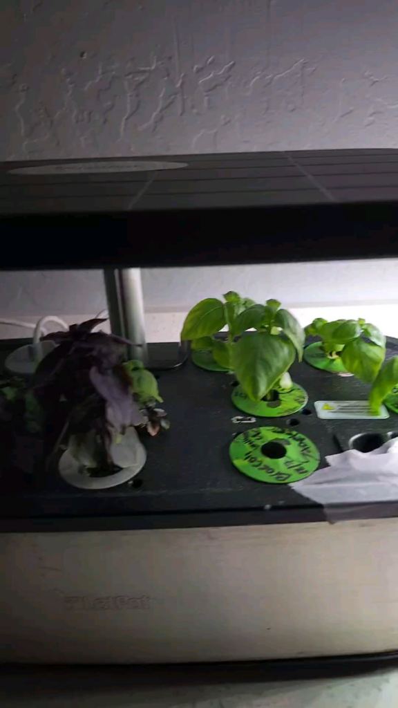 Sorry my timer went off haha but it was purple basil and sage and regular basil! Letpot hydroponics.