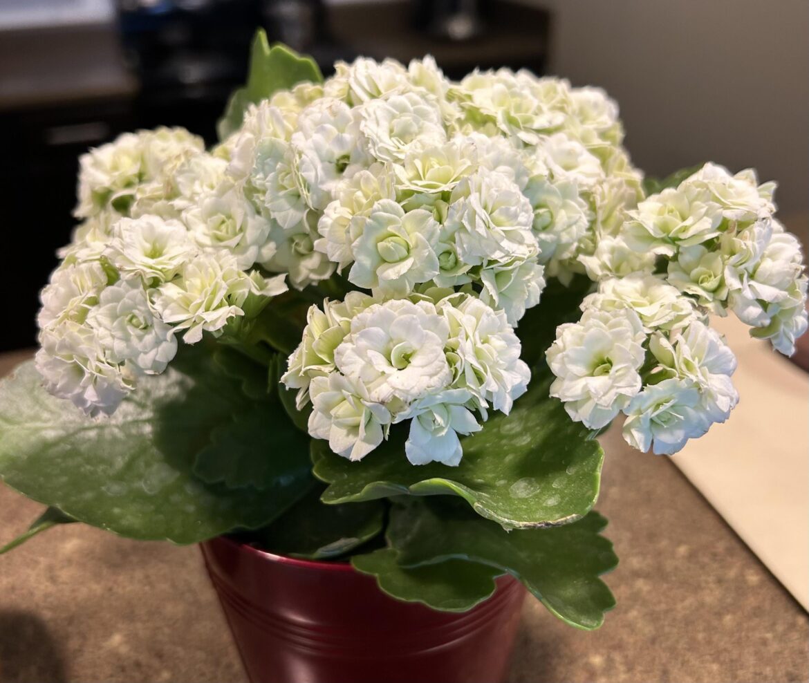 Hello! What did I get for Christmas?